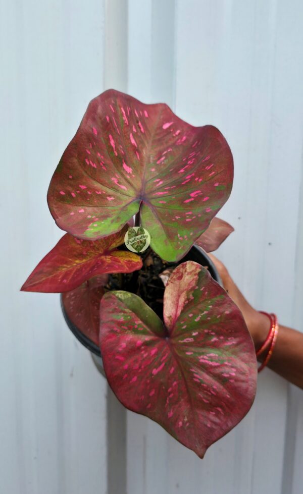 Metallic Copper Crimson Caladium with Vivid Fuchsia Veins & Olive Border