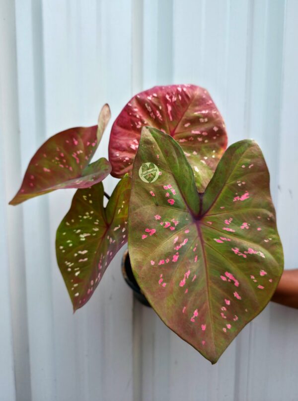 Olive Bronze Caladium with Bright Pink Speckles & Deep Maroon Veins