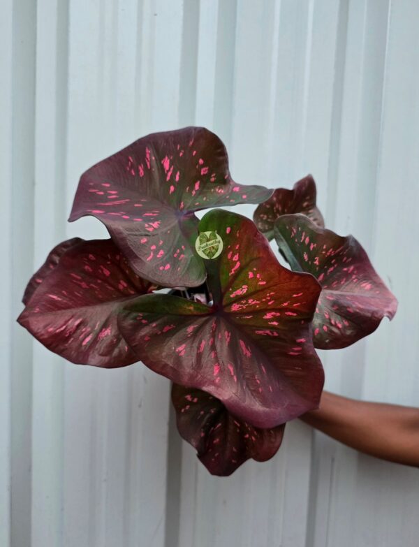 Smoky Bronze Velvet Caladium with Bright Pink Starlight Specks