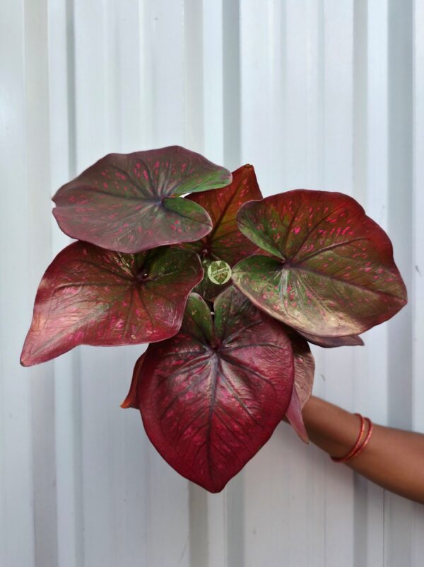 Metallic Wine Burgundy Caladium with Olive Marbling & Hot Pink Specks