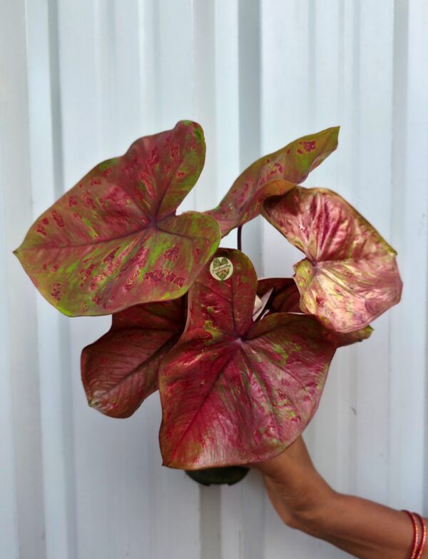 Bronze Brick Red Caladium with Lime Green Marbling & Crimson Splashes