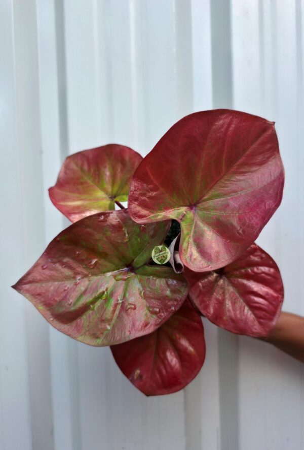 Metallic Rose Crimson Caladium with Olive Green Central Marbling & Wine Veins