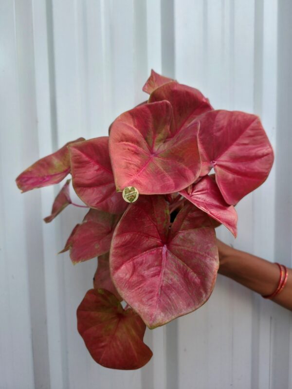 Metallic Coral Rose Caladium with Subtle Olive Mottling & Magenta Central Star