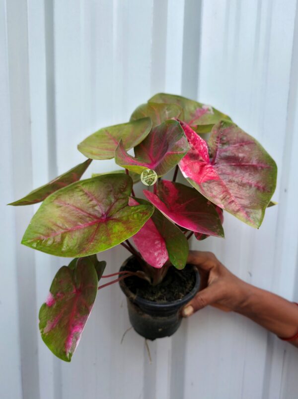 Olive Moss Caladium with Vibrant Rose Pink Splashes & Veins