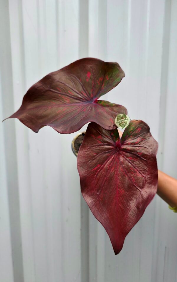 Metallic Dark Copper Mahogany Caladium with Crimson Red Streaks & Olive Green Accents