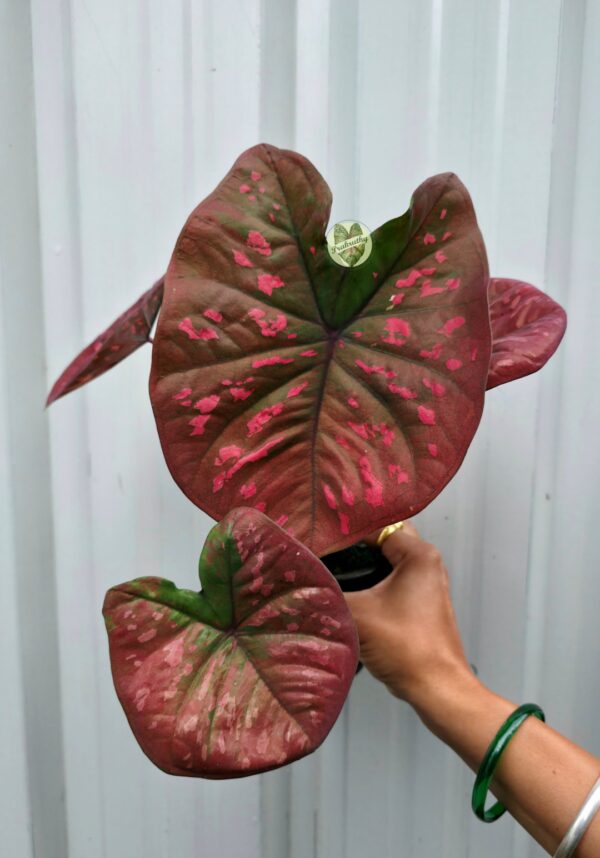 Bronze Terracotta Caladium with Electric Pink Mosaic Splatters & Deep Maroon Veins