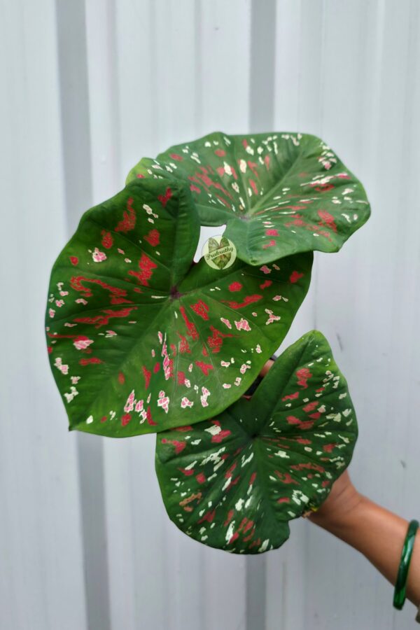 Deep Forest Green Caladium with Crimson Red & White Confetti Splatters
