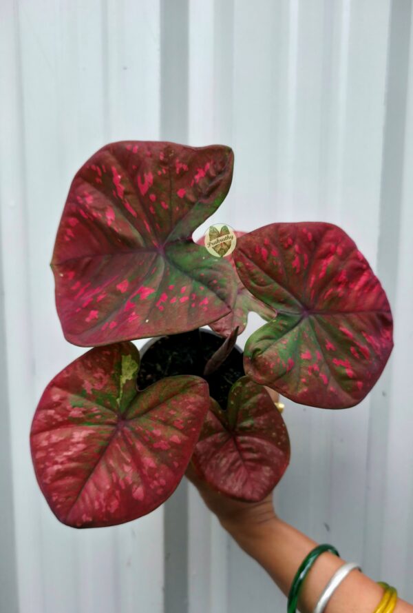 Bronze Brick Red Caladium with Vivid Pink Splashes & Olive Green Center
