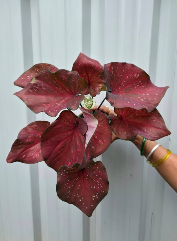 Metallic Burgundy Plum Caladium with Soft Pink Speckles & Ruffled Margins