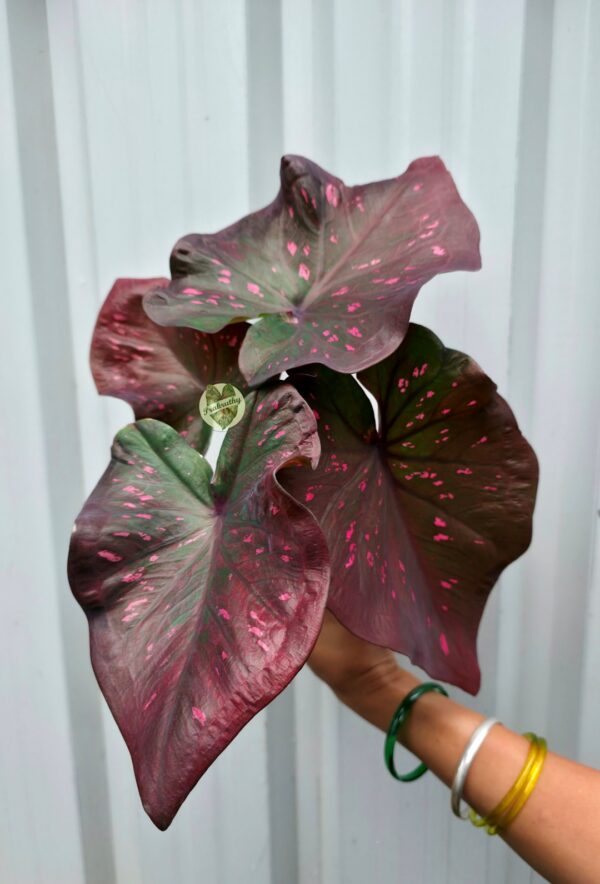 Dark Bronze Plum Caladium with Hot Pink Freckles & Olive Green Undertones