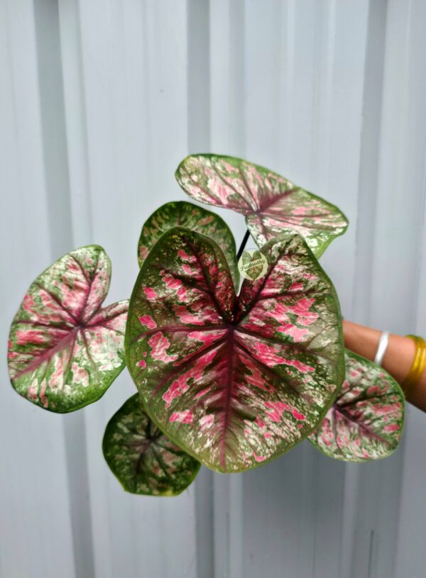 Frosted Pink & Green Caladium with Crimson Central Splashes & Deep Maroon Veins