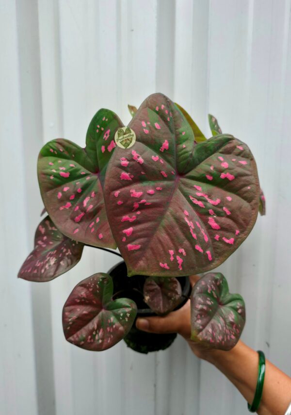 Dual-Tone Bronze Olive Caladium with Candy Pink Specks
