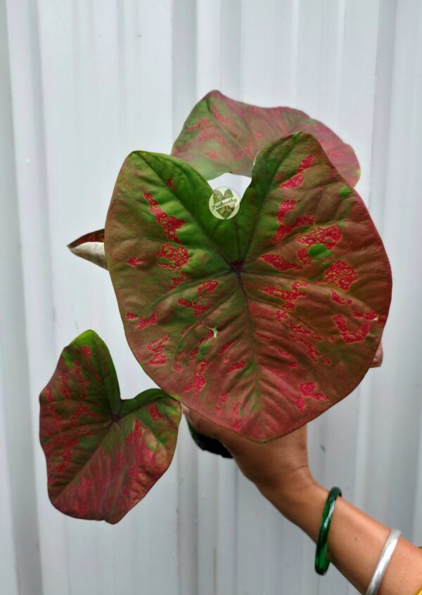 Olive Bronze Caladium with Vivid Crimson Mosaic Splashes