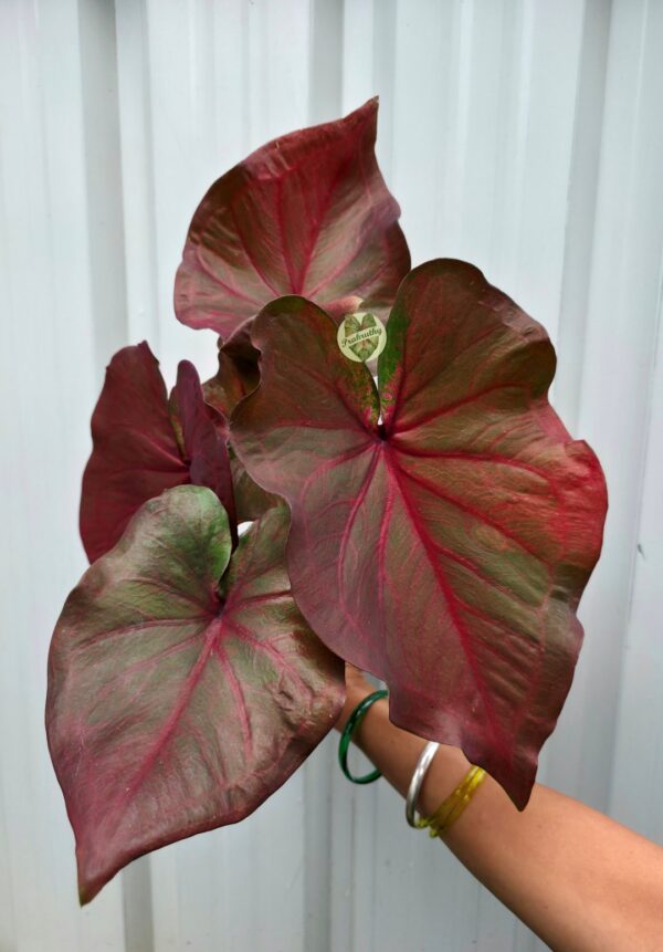 Bronze Crimson Heart Leaf Caladium Live Plant