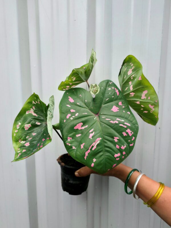 Deep Forest Green Caladium with Bubblegum Pink Paint Splatters