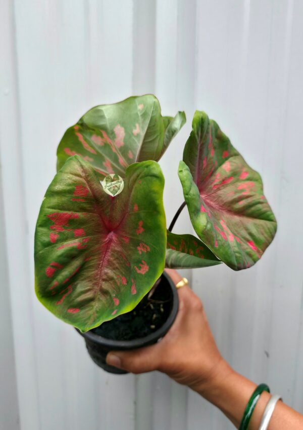 Muted Jade Green Caladium with Crimson Veins & Strawberry Pink Blotches