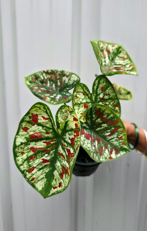 Frosted White & Green Caladium with Vivid Crimson Red Splashes