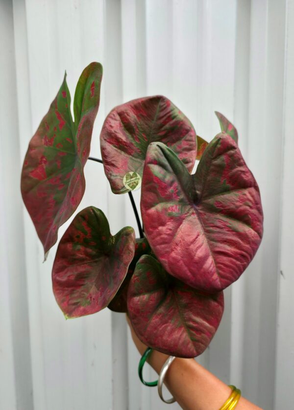 Metallic Rose Crimson Caladium with Deep Olive Green Camo Marbling