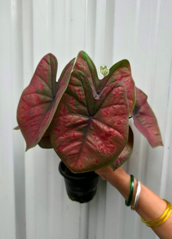 Bronze Brick Caladium with Crimson Mosaic Patches & Olive Green Margins