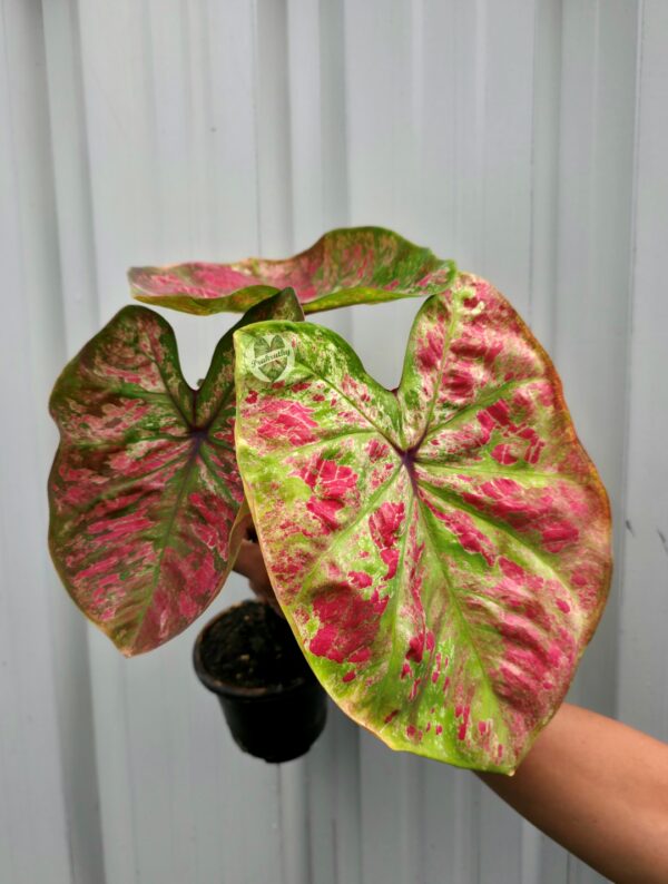 Lime Green & Cream Caladium with Hot Pink Splashes & Deep Purple Veins