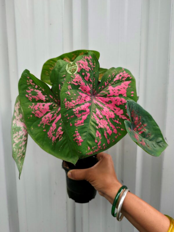 Deep Emerald Green Caladium with Neon Hot Pink Splashes & Dark Wine Veins