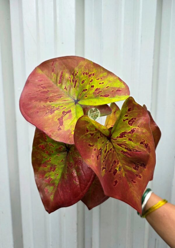 Sunset Peach & Chartreuse Caladium with Crimson Blotches