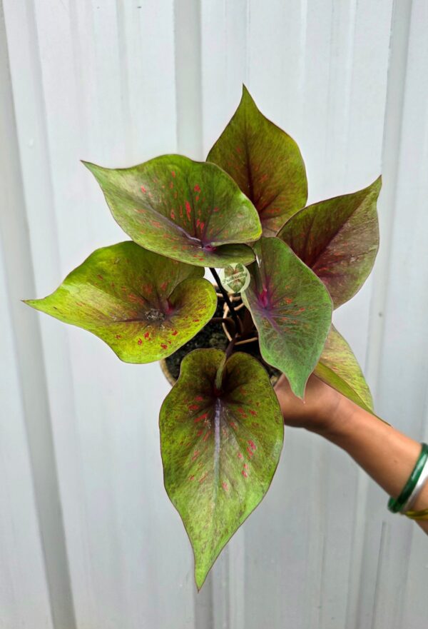 Olive Bronze Caladium with Crimson Center Veins and Pink Specks