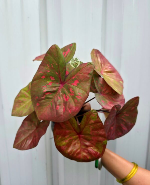 Mottled Olive Bronze Caladium with Bright Pink Splashes & Radiant Magenta Veins
