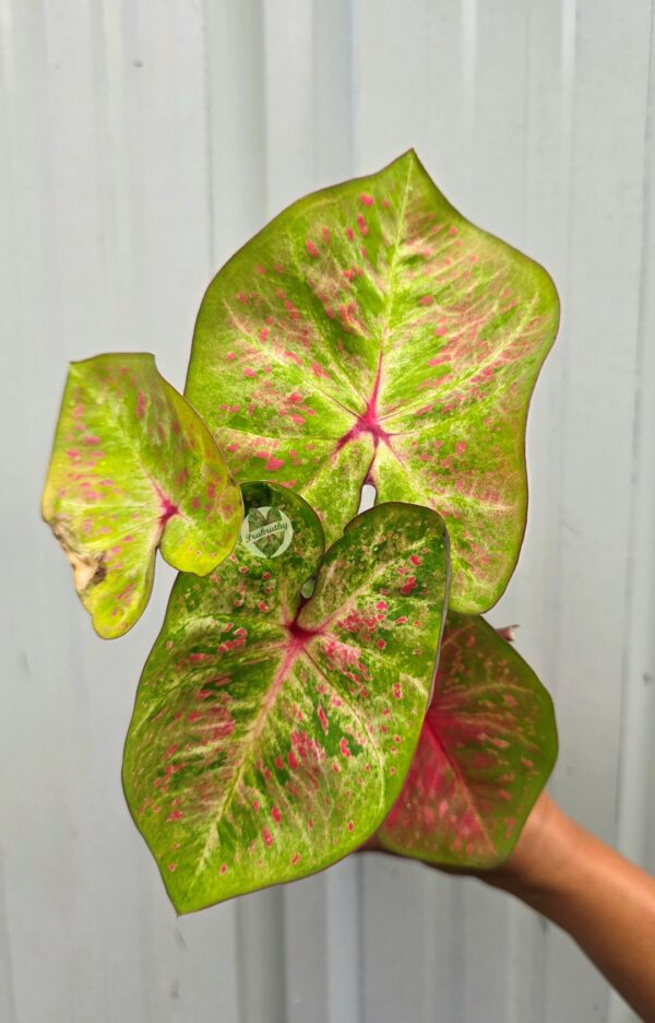 Lime Chartreuse Caladium with Magenta Starburst Veins & Pink Specks