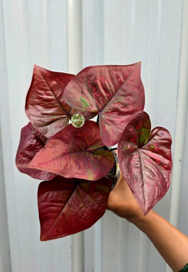 Metallic Wine Red Caladium with Olive Green Mottled Undertones
