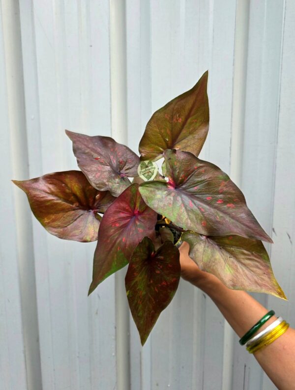 Metallic Copper Bronze Caladium with Magenta Veins & Pink Dots