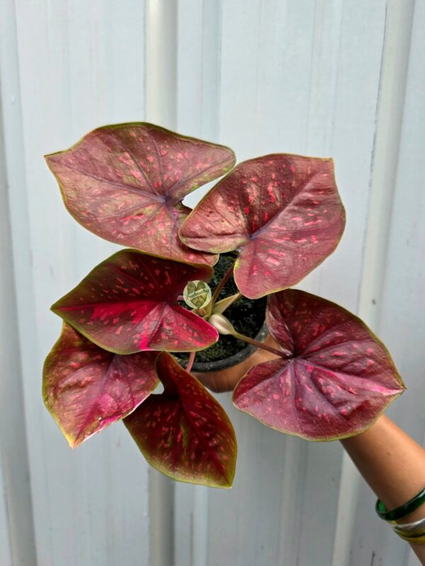 Dusty Rose Bronze Caladium with Hot Pink Flecks & Olive Rim