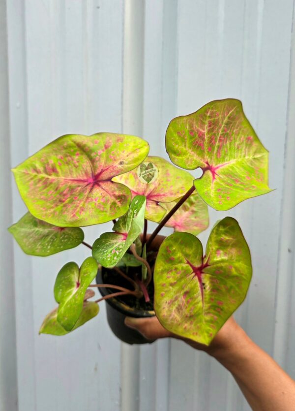 Luminous Neon Lime Caladium with Magenta Starburst Veins & Pink Specks