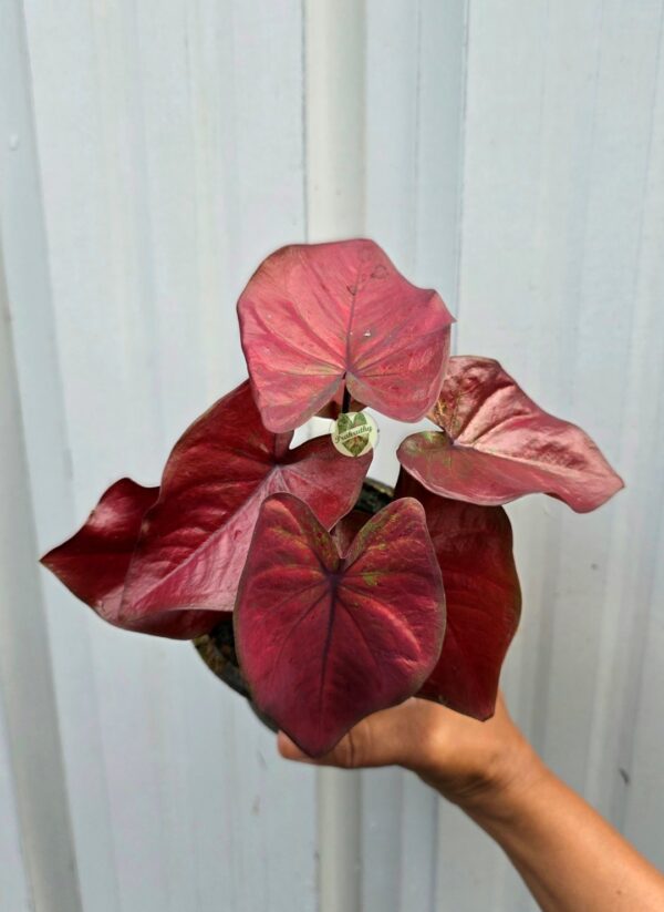 Crimson Red Caladium with Subtle Green Vein Highlights