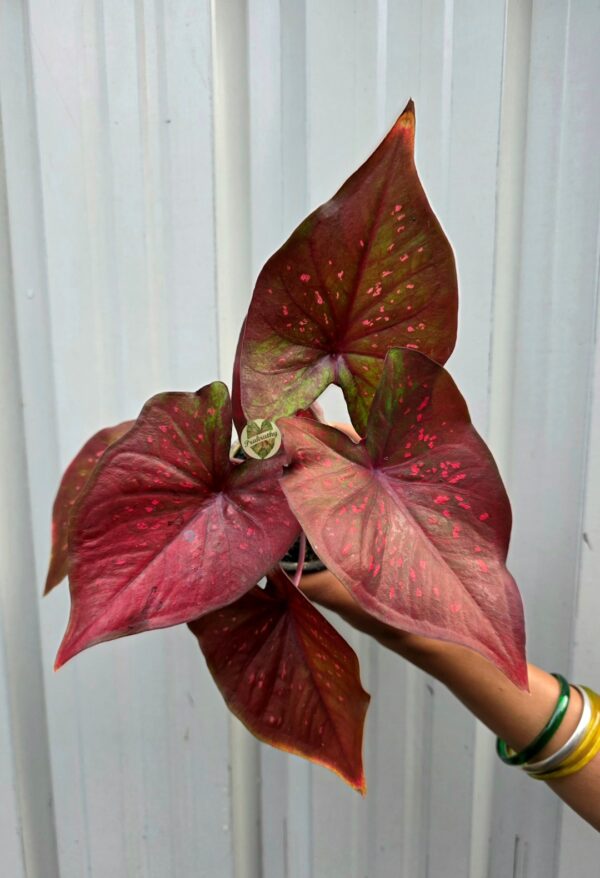 Dusty Maroon Caladium with Hot Pink Flecks & Moss Green Mottling