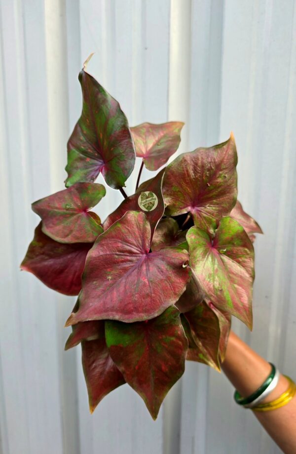 Deep Maroon Wine Caladium with Electric Pink Freckles & Dark Veins
