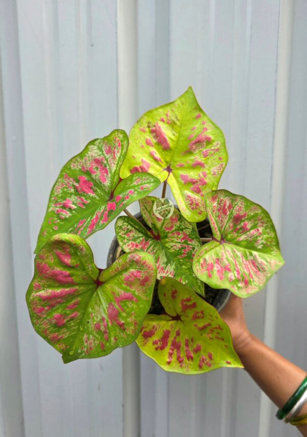 Bright Lime Green Caladium with Raspberry Pink Mottled Splashes