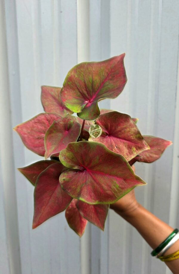 Muted Coral Pink Caladium with Lime Green Margin & Magenta Center