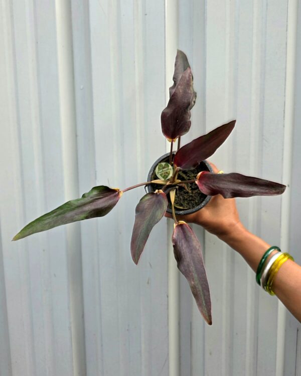 Rare Lance Leaf Dark Chocolate Maroon Caladium