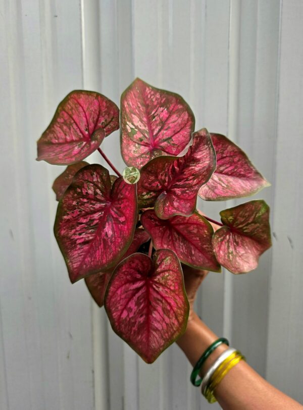 Vibrant Rosy Splash Caladium with Crimson Veins & Green Margin Rim