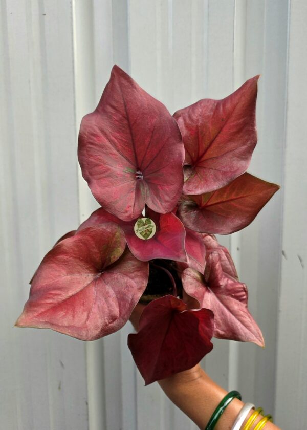Metallic Dusty Crimson Caladium with Deep Maroon Veins & Olive Flecks