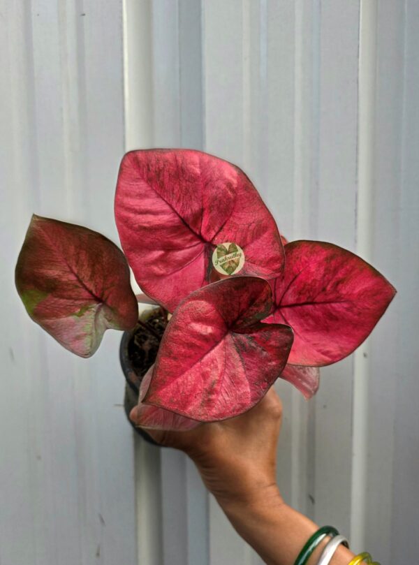 Solid Neon Rose Red Caladium with Dark Outline Veins