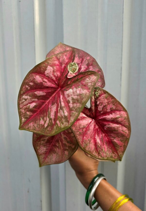 Mosaic Pink Splashed Caladium with Crimson Central Ribs & Olive Border