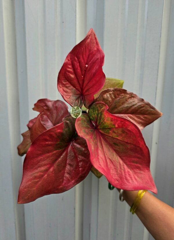 Flame Red Arrowhead Caladium with Moss Green Mottled Center