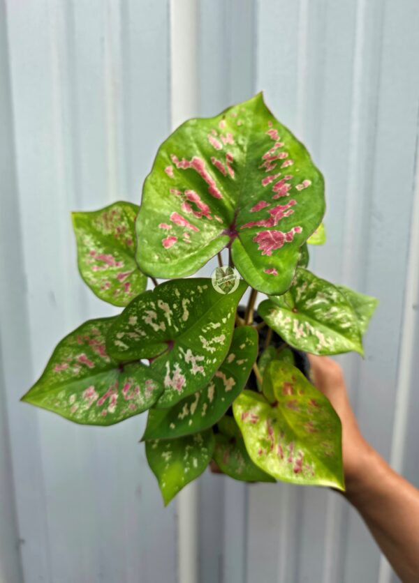 Bright Chartreuse Caladium with Raspberry Pink & Cream Splashes