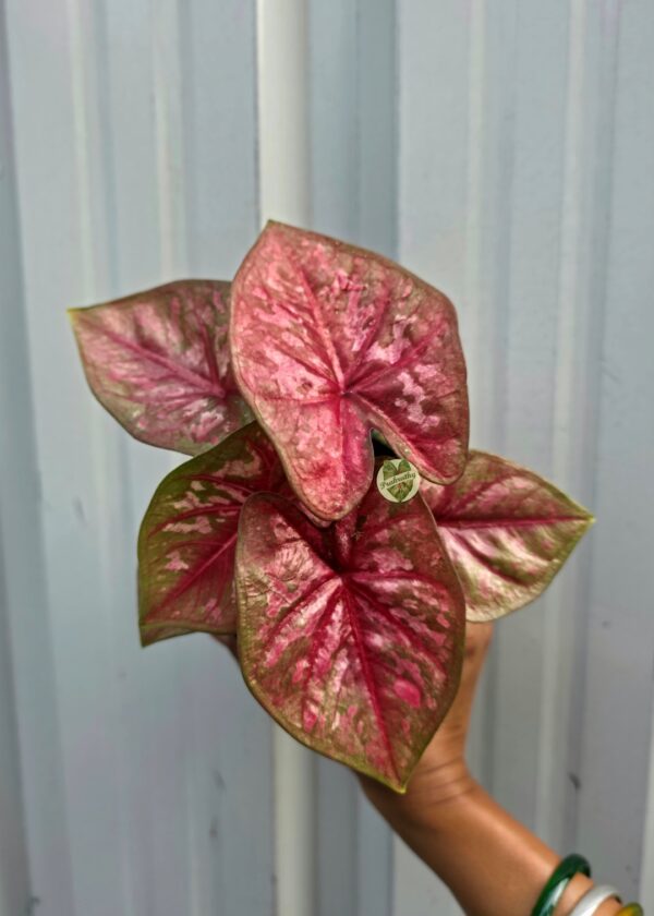 Metallic Rose Caladium with Blush Pink Marbling, Ruby Star Veins & Olive Rim