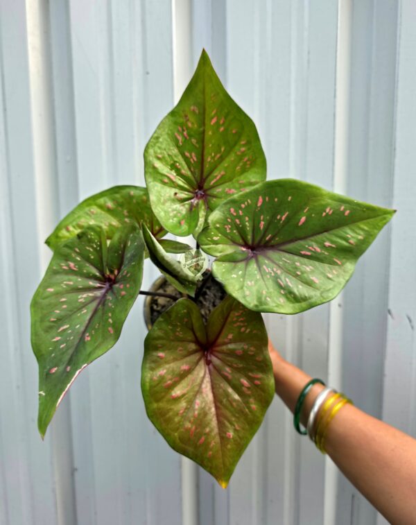 Bright Olive Green Caladium with Candy Pink Freckles & Plum Star Veins