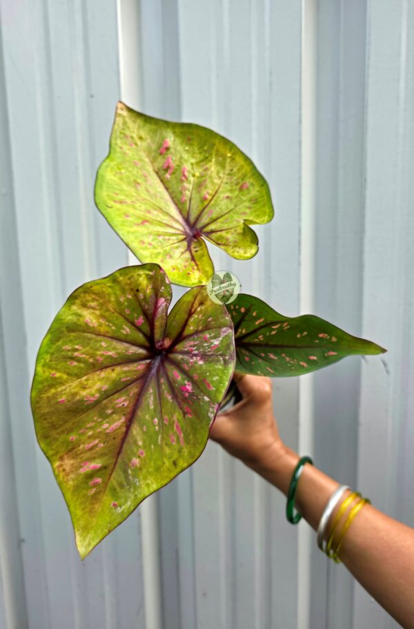 Chartreuse Bronze Caladium with Deep Plum Starburst Veins & Pink Flecks