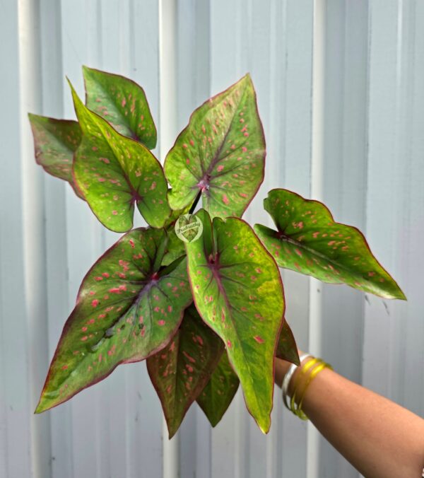 Vibrant Lime Green Caladium with Hot Pink Freckles & Deep Wine Veins