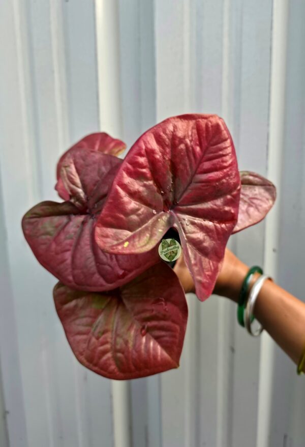 Metallic Cranberry Red Caladium with Soft Olive Green Flushes